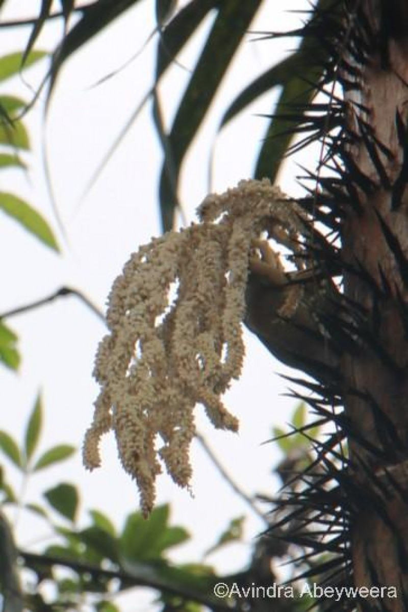 Oncosperma fasciculatum Thwaites